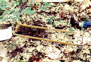 Seed sampling in Red Oak (Quercus rubra) National Science Foundation - Undergraduate Research Participation study in the Hopkins Forest.