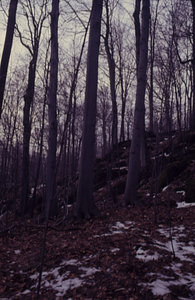 Mature beech (Fagus grandifolia) in old-age northern hardwoods in Beinecke Stand.