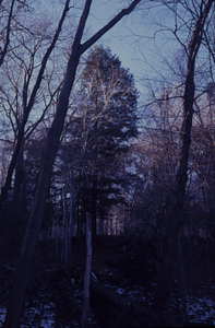 Eastern hemlock (Tsuga canadensis) in the northeast corner of the Beinecke Stand.