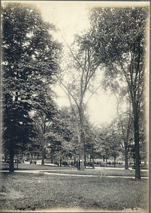 Tree Number Eighteen in the Boston Common