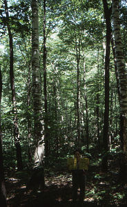 Birch Strips - White Birch Regeneration Study - White Birch Study Area. Strip Treatment Plot 3.5D. Portrait orientation.