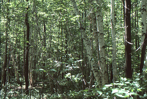U.S. Dept. Interior Acid Rain, Acid Soils Study. Paper birch site, mature forest trees.