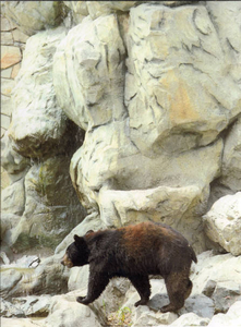 Black bear