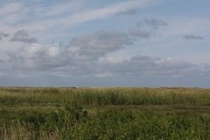 Salt marsh vista, Wellfleet Bay Wildlife Sanctuary