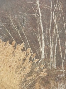 Birches by the edge of a marsh in a winter landscape