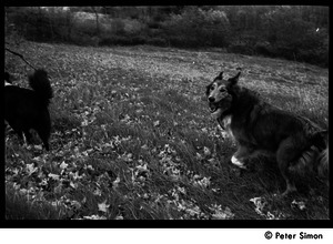 Two dogs (Eyore, also known as Barf Barf, and Montague, l. to r.), running in the fields