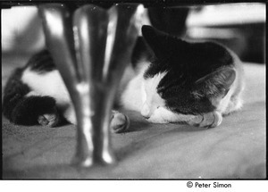 Cat sleeping under a wood stove, Packer Corners commune
