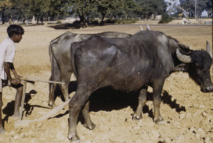 Boy plowing near Ranchi