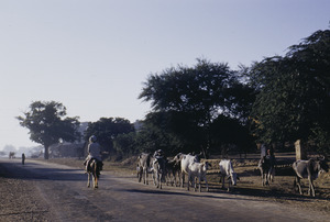 Cattle on road near New Delhi