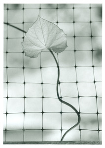 Stem entwined in netting