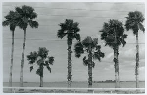Palms against utility wires