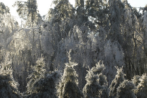 Line of ice-covered evergreens