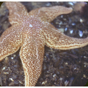 Starfish