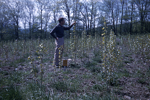 Frank E. Cunningham in GP-07-53 (or GP-09-53) hybrid poplar plantation near plot 238.