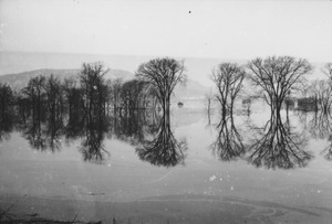 Trees reflected on a floodplain