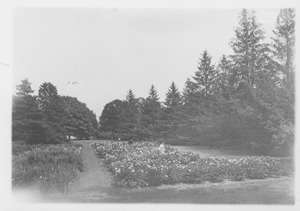 Campus Views, Fields and Gardens