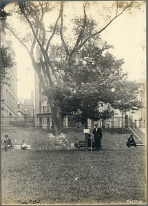 Tree Number One Hundred Thirty-Four in the Boston Common