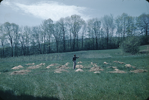 Planting Rooted Hybrid Poplars on Open Land - Site 10a.
