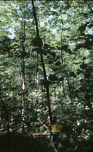Birch Strips - White Birch Regeneration Study - White Birch Study Area. Strip Treatment Plot 2D. Portrait orientation.
