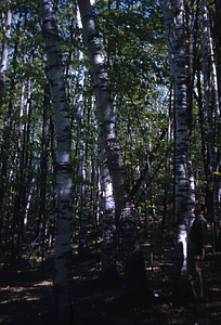White Birch Study Area --Prior to Cutting Hopkins Forest with Frank E. Cunningham as human scale factor.