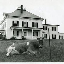 Cow (Helen) tethered on Boston side of the mansion