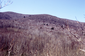View of the Taconic Range from near the top of the large sugar maple tree at the eastern entrance of Moon Lot.