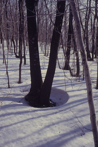 Snow melting around tree (red oak [Quercus rubra]) trunks.