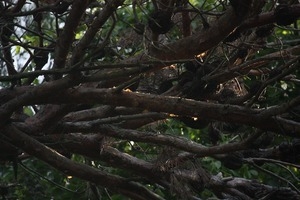 Tree branches, Wellfleet Bay Wildlife Sanctuary