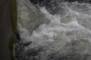 Alewife at the base of a waterfall during the herring run at the Stony Brook Grist Mill and Museum