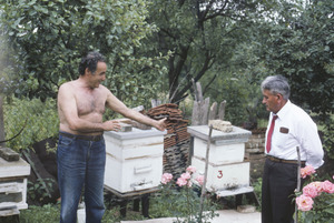 Flaunting beehives in Orašac