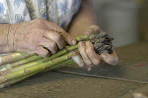 Hibbard Farm: close-up of a woman's hands while bunching asparagus