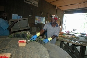 Hibbard Farm: worker preparing to bunch cut asparagus