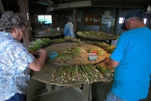 Hibbard Farm: workers at a round table, sorting and bunching asparagus