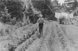 Professor Waugh in the vegetable garden on campus