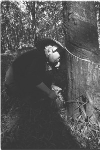 Female rubber workers topping tree at Xuan Loc.