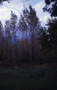 Poplar Planting 1952 NE GP-12-52.
