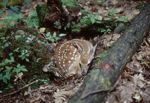 Fawn found in forest series number 7. Fawn looks up at the camera.