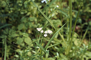 Forget-me-not (Myosotis scorpioides) in wet area of Buxton Garden site.