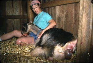 Sandi Sommer calming Kate (Mama goat) in labor, Serendipity Farm barn