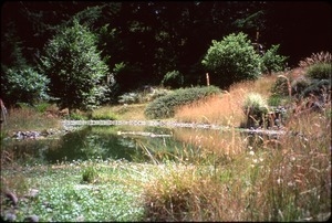 Pond and pond vegetation
