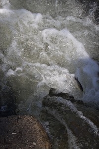 Alewife in roiling water at the base of the waterfall during the herring run at the Stony Brook Grist Mill and Museum