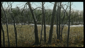 Shagbark Hickory at the edge of a field in winter