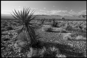 Yucca in the desert near the Nevada Test Site peace encampment