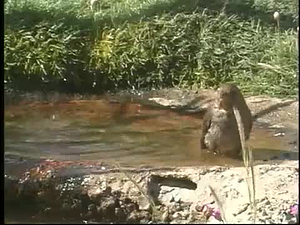 Stokes Birds At Home