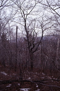 Open-grown older red oak (Quercus rubra) and younger paper birch (Betula papyrifera) on ridge dividing North and Middle Branches of Birch Brook.