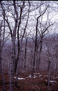 Older red oak (Quercus rubra) and younger beech (Fagus grandifolia) on ridge dividing North and Middle Branches of Birch Brook.