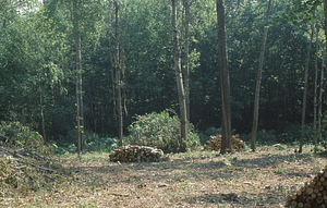 Wilson Greatbatch genetic plantation regeneration project image 12. Stacked cut wood.