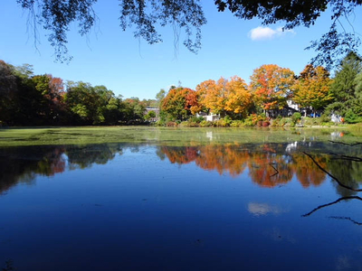 Clarks Pond in fall