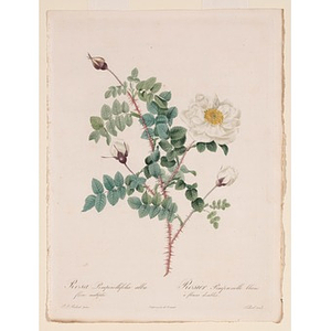 Rosa Pimpinellifolia alba