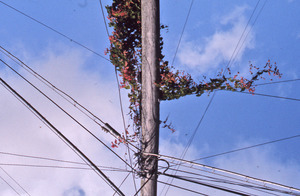 Bougainvillea on power lines